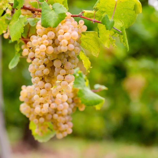 Snapinsta.app_377337132_3581582025394357_8795668895075869584_n_1080